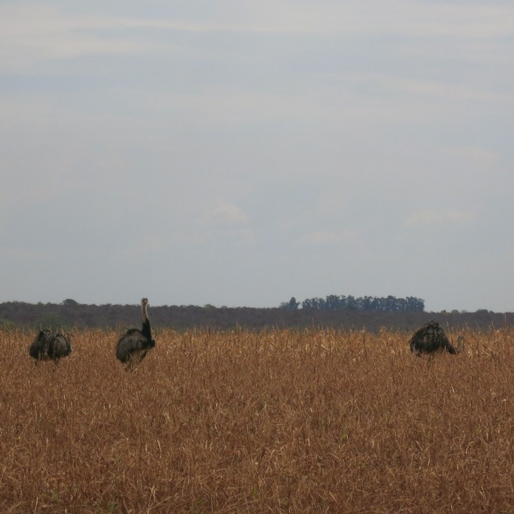 Avestruces en la carretera