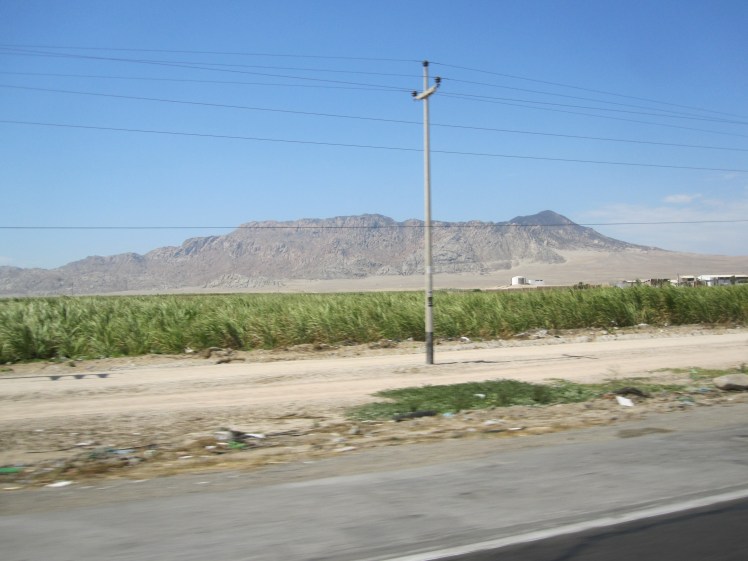 Cultivos de caña en el desierto peruano