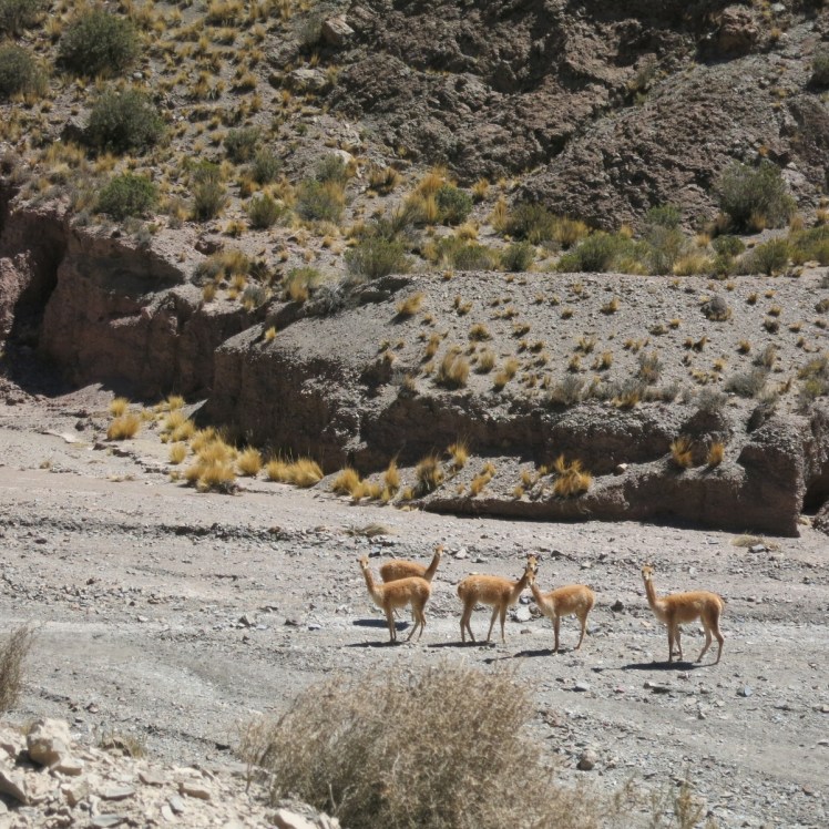 Vicuñas en el camino