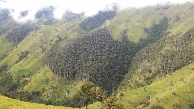 Bosques que luchan por no dejarse acabar...