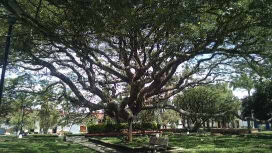 Plaza de Charalá - Ärbol Samán 
