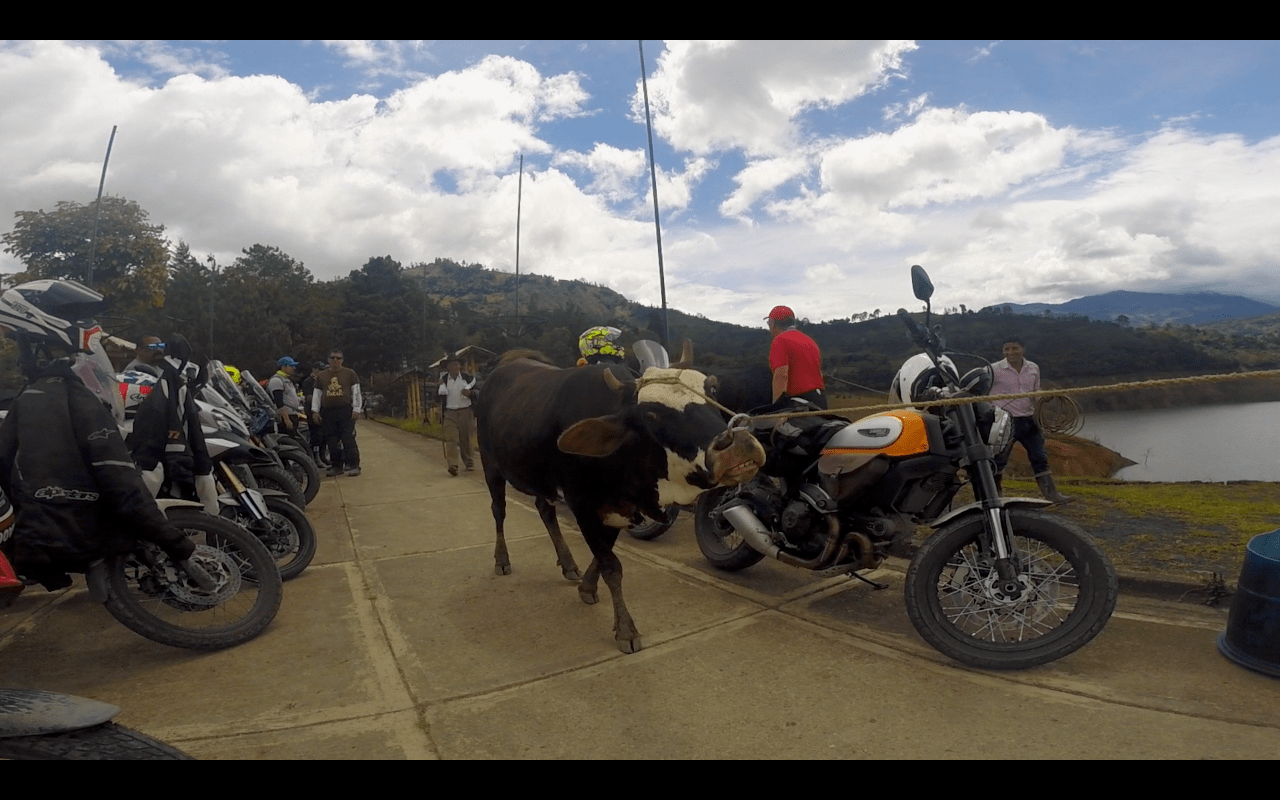El ganado camino al planchón