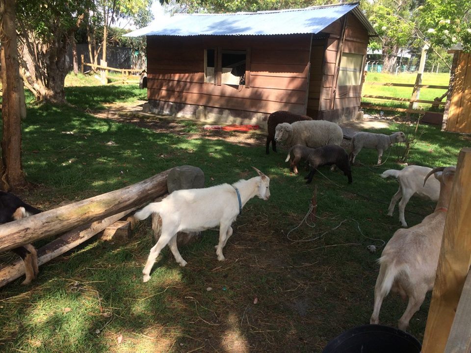 Corrales en la Granja - Foto Oviedo Oviedo