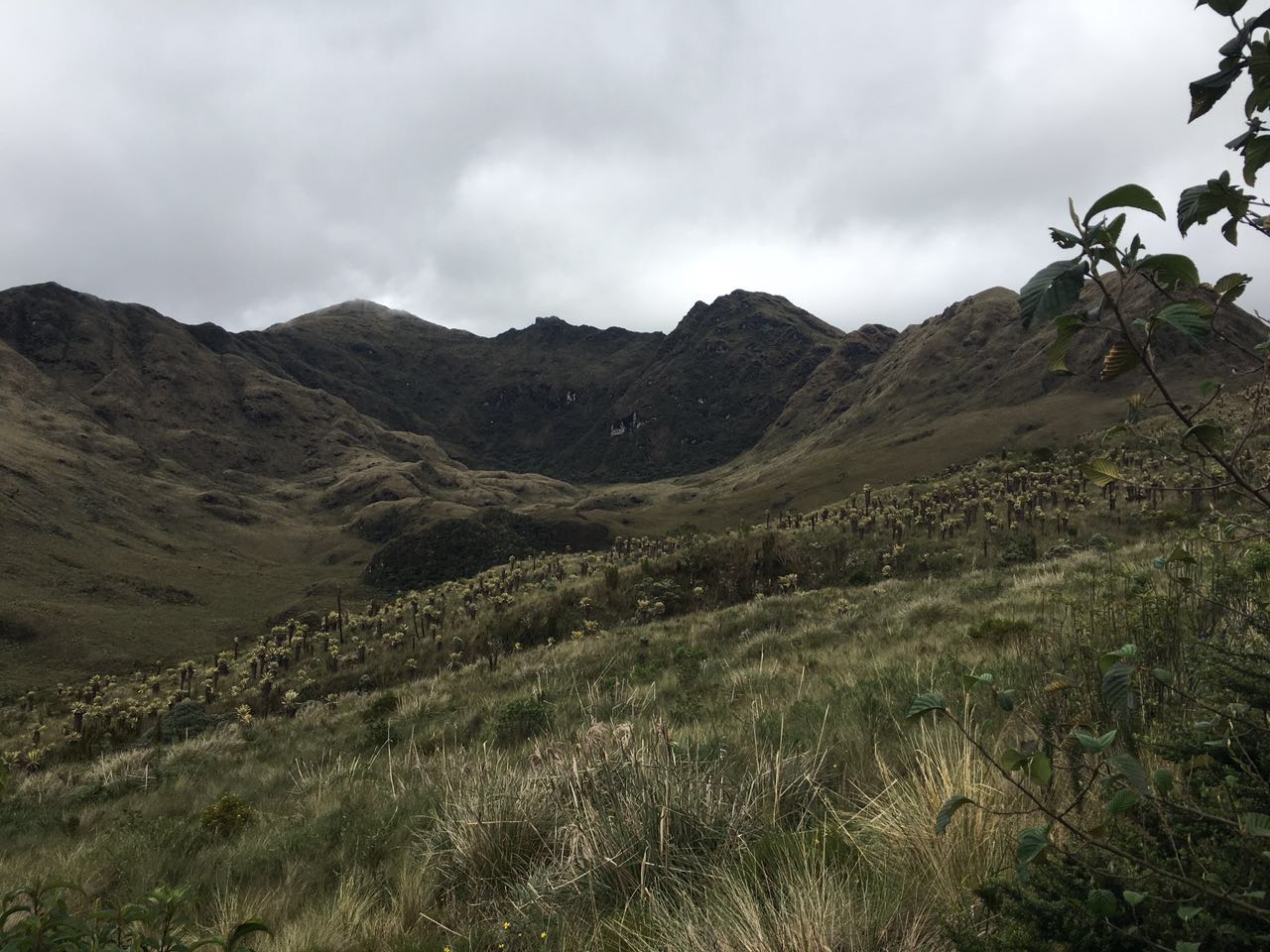 Paramo y frailejones 