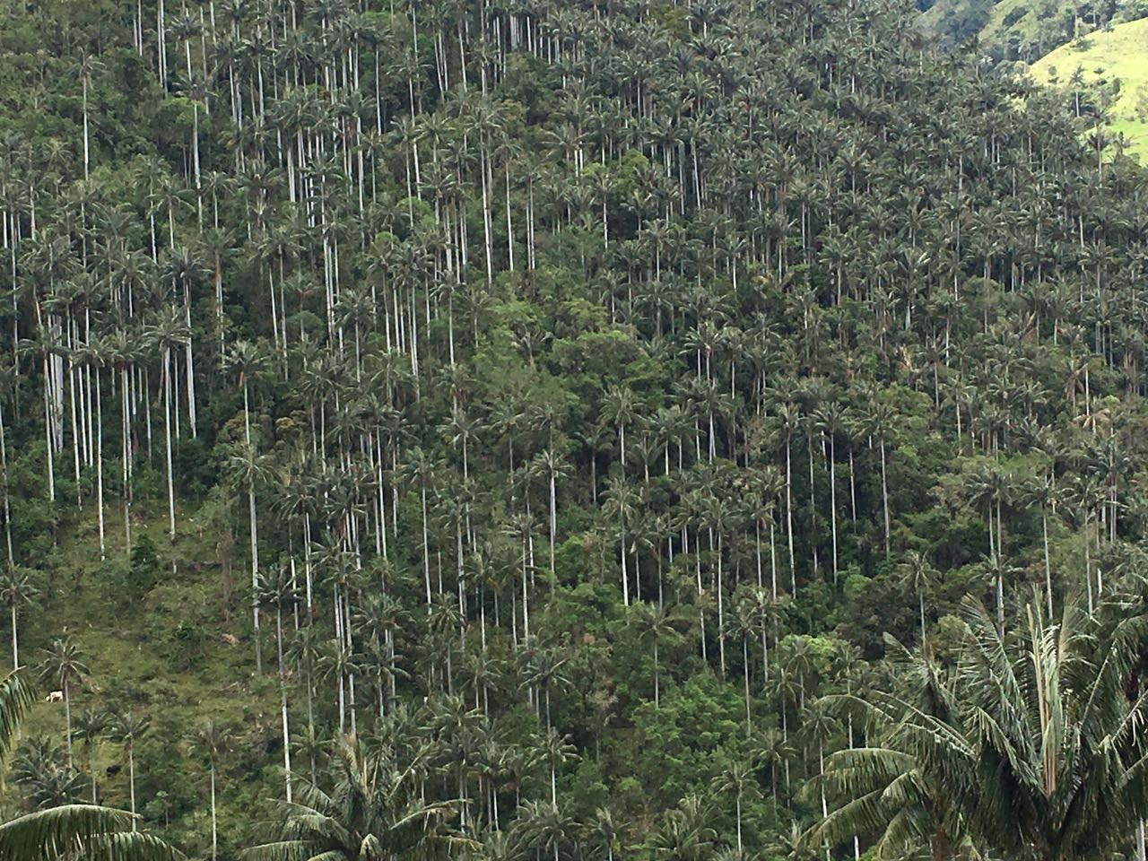 Bosques de Palma de Cera 