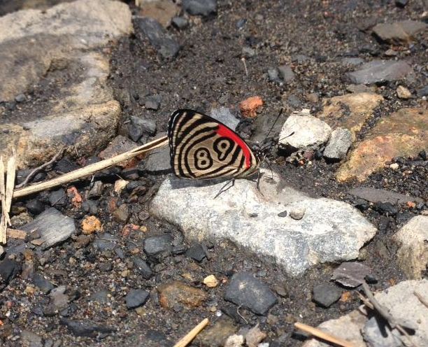 Mariposa 89 - Foto de Javier Rugeles