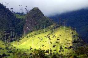 valle cocora 2
